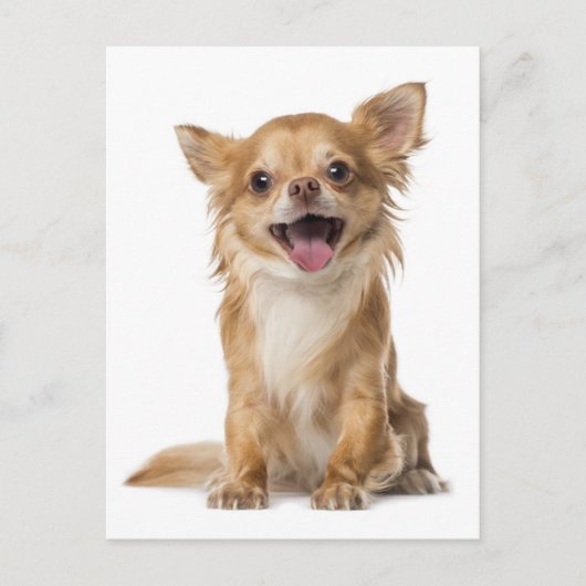 Long Hair Chihuahua Puppy Dog Greeting Post Card Briefkaart (Voorkant)