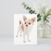 Long Hair Chihuahua Puppy Dog Post Card Briefkaart (Staand voorkant)