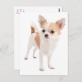 Long Hair Chihuahua Puppy Dog Post Card Briefkaart (Voorkant / Achterkant)