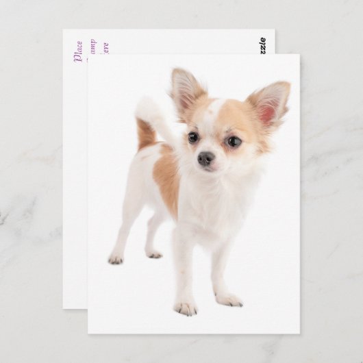 Long Hair Chihuahua Puppy Dog Post Card Briefkaart (Voorkant / Achterkant)