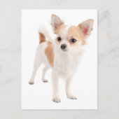 Long Hair Chihuahua Puppy Dog Post Card Briefkaart (Voorkant)