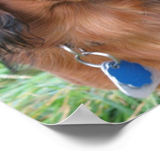 Long Hair Dachshund Print (Hoek)