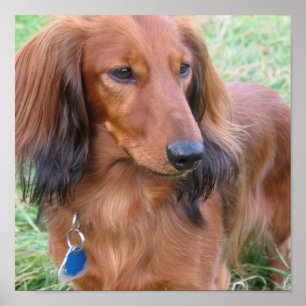 Long Hair Dachshund Print