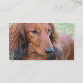 Long Hair Dachshund Visitekaartje (Achterkant)
