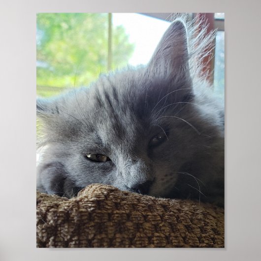 Long Hair Russian Blue Nebelung Cat Poster (Voorkant)