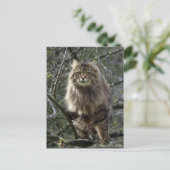 Long-hair Tabby Cat Animal Briefkaart (Staand voorkant)