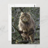 Long-hair Tabby Cat Animal Briefkaart (Voorkant / Achterkant)