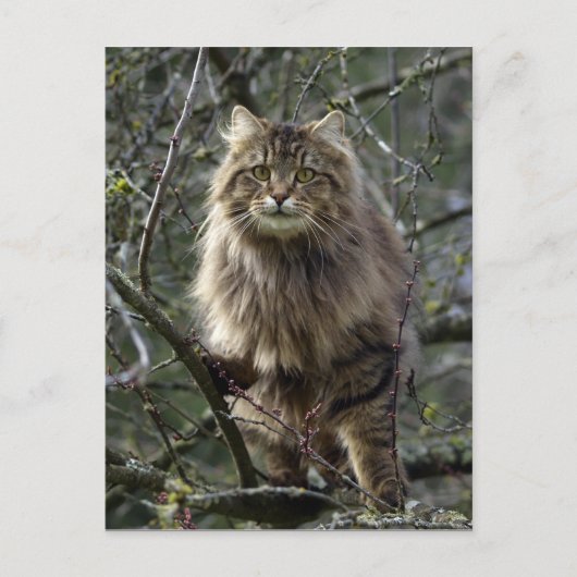Long-hair Tabby Cat Animal Briefkaart (Voorkant)