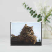 Long-hair Tabby Cat Animal Briefkaart (Staand voorkant)