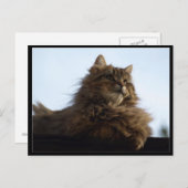 Long-hair Tabby Cat Animal Briefkaart (Voorkant / Achterkant)