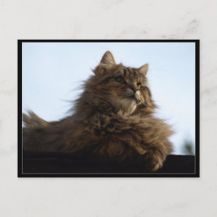 Long-hair Tabby Cat Animal Briefkaart