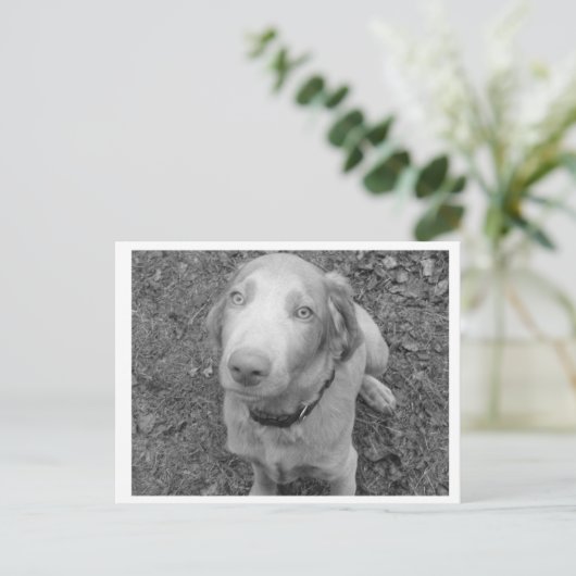 Long hair Weimaraner Briefkaart (Staand voorkant)