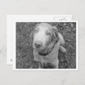 Long hair Weimaraner Briefkaart (Voorkant / Achterkant)