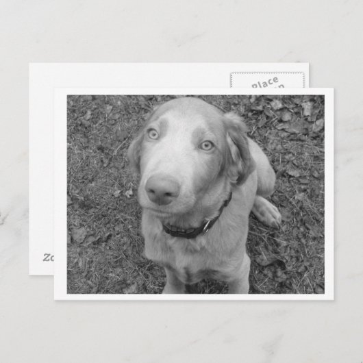 Long hair Weimaraner Briefkaart (Voorkant / Achterkant)