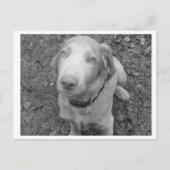 Long hair Weimaraner Briefkaart (Voorkant)