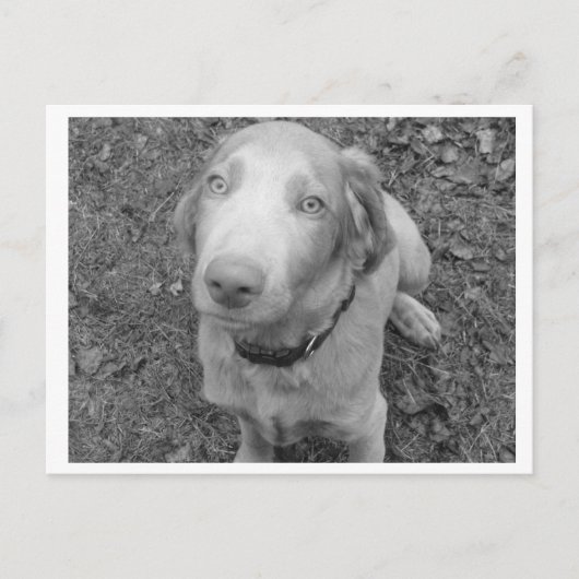 Long hair Weimaraner Briefkaart (Voorkant)