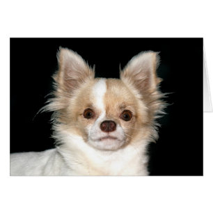 Long haire Chihuahua