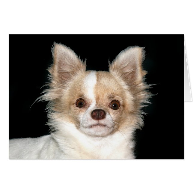Long haire Chihuahua (Voorkant Horizontaal)