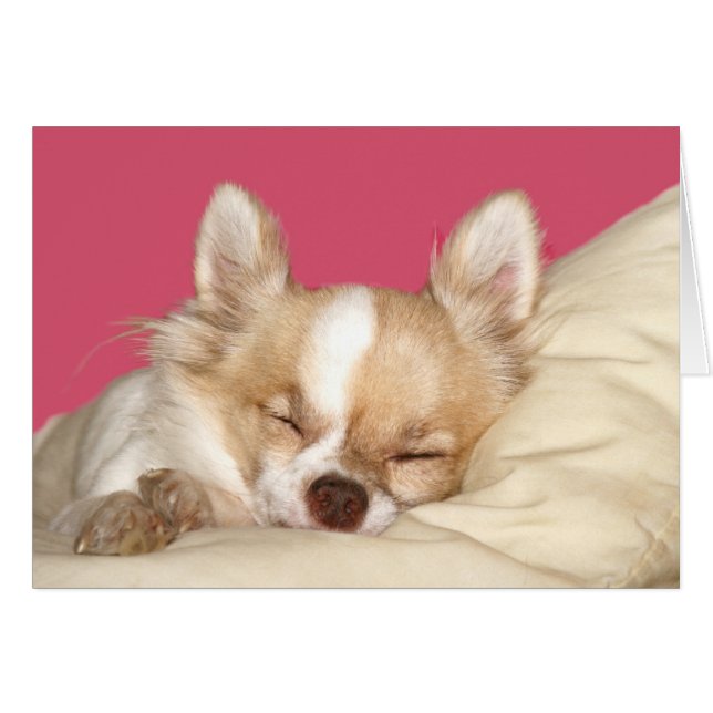 Long haire Chihuahua (Voorkant Horizontaal)