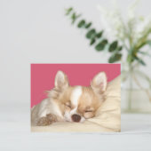 Long haire Chihuahua Briefkaart (Staand voorkant)