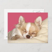 Long haire Chihuahua Briefkaart (Voorkant / Achterkant)