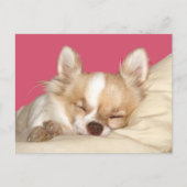 Long haire Chihuahua Briefkaart (Voorkant)