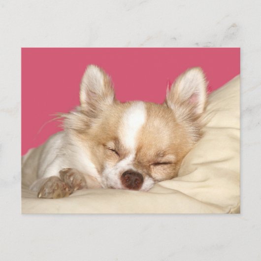 Long haire Chihuahua Briefkaart (Voorkant)