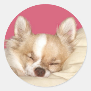 Long haire Chihuahua Ronde Sticker