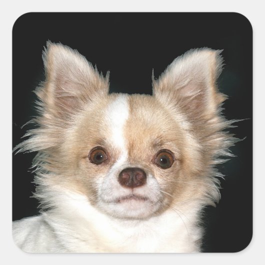 Long haire Chihuahua Vierkante Sticker (Voorkant)