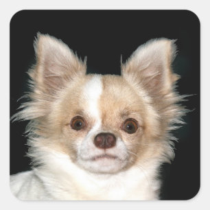 Long haire Chihuahua Vierkante Sticker