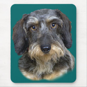 Long Haire Dachshund Portrait Gifts Muismat