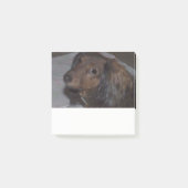 Long-Haire Dachshund Post merkt op Post-it® Notes (Voorkant)