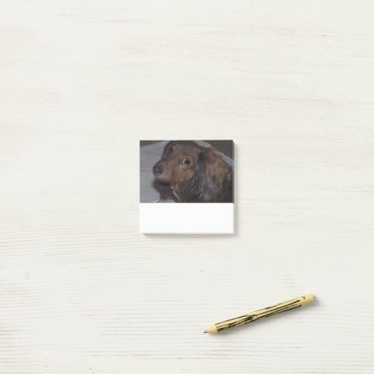 Long-Haire Dachshund Post merkt op Post-it® Notes (Op bureau)