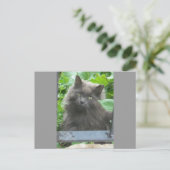 Long Haire Grey Blue Cat Briefkaart (Staand voorkant)