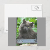 Long Haire Grey Blue Cat Briefkaart (Voorkant / Achterkant)
