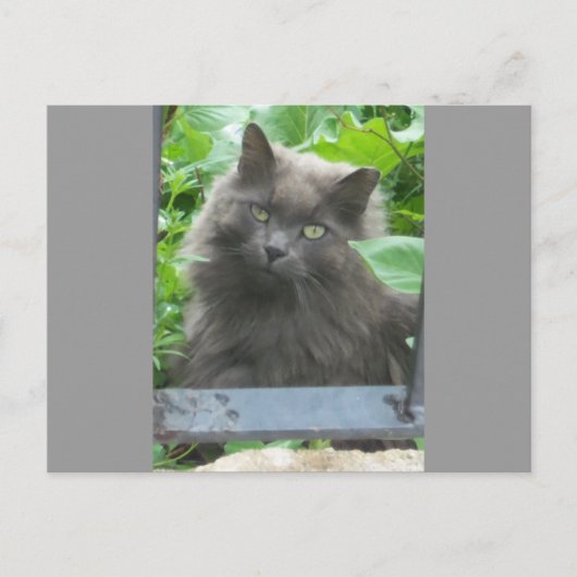 Long Haire Grey Blue Cat Briefkaart (Voorkant)
