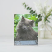 Long Haire Grey Blue Cat Briefkaart (Staand voorkant)