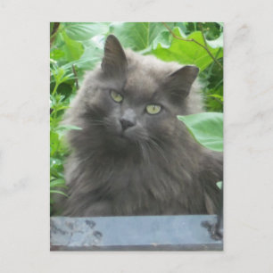 Long Haire Grey Blue Cat Briefkaart