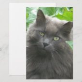 Long Haire Grey Blue Cat Briefpapier (Voorkant / Achterkant)