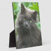 Long Haire Grey Blue Cat Fotoplaat (Zijkant)