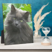 Long Haire Grey Blue Cat Fotoplaat (Zijkant)