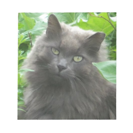 Long Haire Grey Blue Cat Notitieblok (Voorkant)