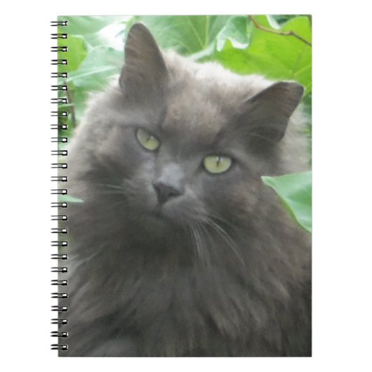 Long Haire Grey Blue Cat Notitieboek (Voorkant)