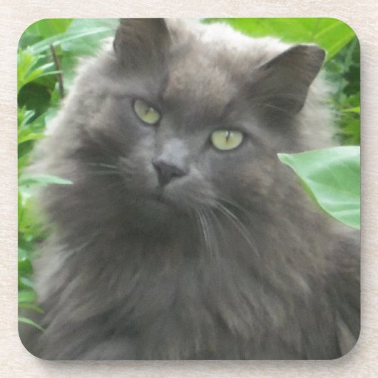 Long Haire Grey Blue Cat Onderzetter (Voorkant)