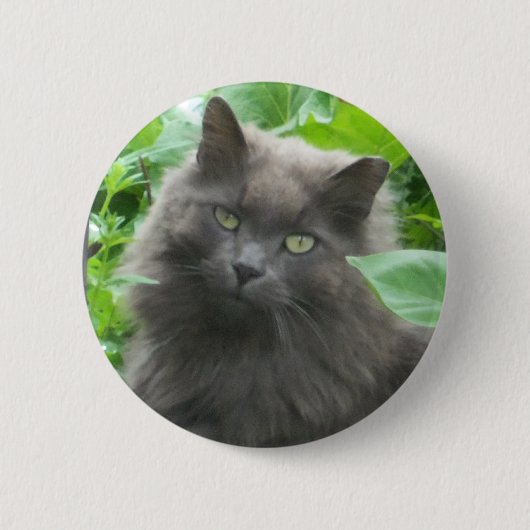 Long Haire Grey Blue Cat Ronde Button 5,7 Cm (Voorkant)