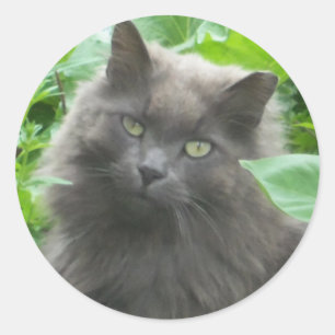Long Haire Grey Blue Cat Ronde Sticker