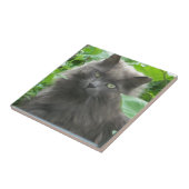 Long Haire Grey Blue Cat Tegeltje (Zijkant)