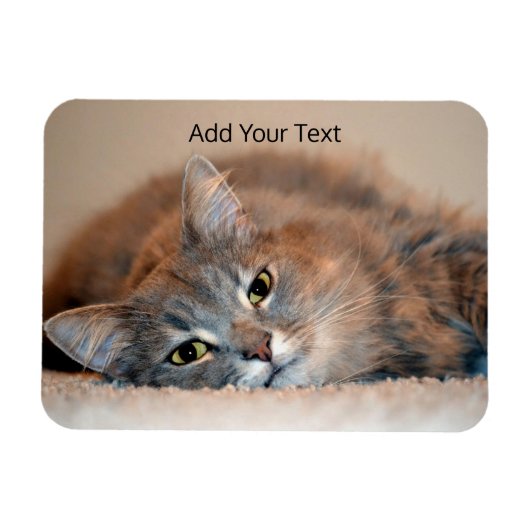 Long Haire Russian Blue Cat van Shirley Taylor Magneet (Horizontaal)