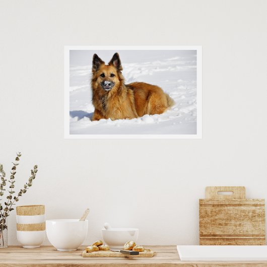 Long-Haire Shepherd in sneeuw Poster (Keuken)