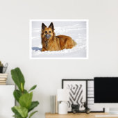 Long-Haire Shepherd in sneeuw Poster (Thuiskantoor)